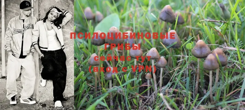 как найти   Миллерово  Галлюциногенные грибы Magic Shrooms 