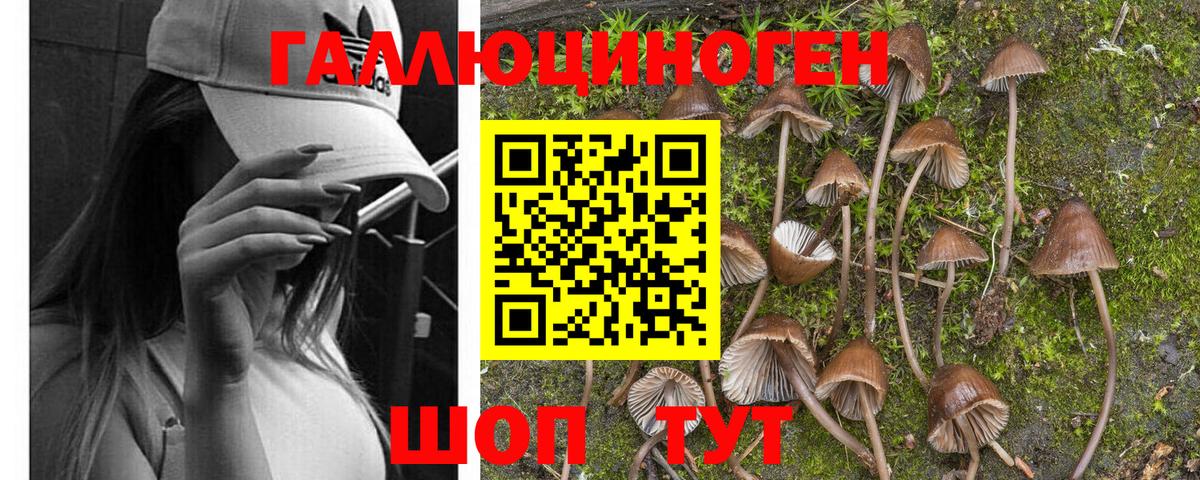 Псилоцибиновые грибы Psilocybe  Миллерово 